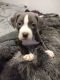 American Pit Bull Terrier Puppies for sale in Barton City, MI 48705, USA. price: $300