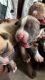 American Pit Bull Terrier Puppies for sale in Pompano Beach, FL 33064, USA. price: $500