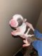 American Pit Bull Terrier Puppies for sale in Buffalo, OH, USA. price: $250