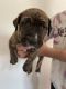 American Pit Bull Terrier Puppies for sale in Brea, CA, USA. price: $300