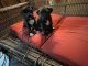 American Pit Bull Terrier Puppies for sale in Florence, AL, USA. price: NA