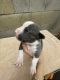 American Pit Bull Terrier Puppies for sale in 11100 S Western Ave, Los Angeles, CA 90047, USA. price: $900