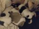 American Pit Bull Terrier Puppies for sale in Greer, SC, USA. price: $50