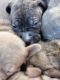 American Pit Bull Terrier Puppies for sale in Denver, CO, USA. price: $550