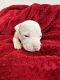 American Pit Bull Terrier Puppies for sale in Brooklyn, NY, USA. price: $500
