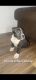 American Pit Bull Terrier Puppies for sale in Riverside, CA 92504, USA. price: $300