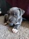 American Pit Bull Terrier Puppies for sale in Eldon, MO 65026, USA. price: $300
