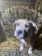 American Pit Bull Terrier Puppies for sale in Eatontown, NJ, USA. price: $1,200