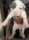 American Pit Bull Terrier Puppies for sale in Dallas, TX, USA. price: NA