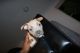 American Pit Bull Terrier Puppies for sale in Jamaica, NY 11434, USA. price: $500