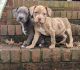 American Pit Bull Terrier Puppies for sale in Irmo, SC 29063, USA. price: $2,000