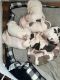 American Pit Bull Terrier Puppies for sale in Fall River, Massachusetts. price: $600