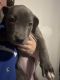 American Pit Bull Terrier Puppies for sale in Santa Fe, NM, USA. price: $200
