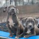 American Pit Bull Terrier Puppies for sale in Gainesville, Virginia. price: $700