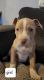 American Pit Bull Terrier Puppies for sale in Sacramento, California. price: $550