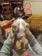 American Pit Bull Terrier Puppies for sale in Dacono, Colorado. price: $300