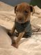 American Pit Bull Terrier Puppies for sale in St Clair, MO 63077, USA. price: NA