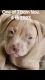 American Pit Bull Terrier Puppies for sale in Van Nuys, California. price: $700