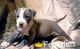 American Pit Bull Terrier Puppies for sale in Waconia, Minnesota. price: $700