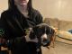 American Pit Bull Terrier Puppies for sale in Mayville, Michigan. price: $100