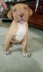 American Pit Bull Terrier Puppies for sale in Cleveland, Queensland. price: $1,500