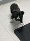 American Pit Bull Terrier Puppies for sale in Colorado Springs, Colorado. price: $500