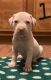 American Pit Bull Terrier Puppies for sale in Zanesville, OH 43701, USA. price: $650