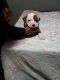 American Pit Bull Terrier Puppies for sale in Mishawaka, Indiana. price: $250
