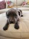 American Pit Bull Terrier Puppies for sale in Lake Havasu City, Arizona. price: $300