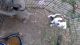 American Pit Bull Terrier Puppies for sale in San Antonio, Texas. price: $500