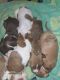 American Pit Bull Terrier Puppies for sale in Louisville, Kentucky. price: NA