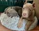 American Pit Bull Terrier Puppies for sale in Richlands, NC 28574, USA. price: $1,200