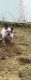 American Pit Bull Terrier Puppies for sale in Pensacola, Florida. price: $1,000