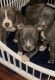 American Pit Bull Terrier Puppies for sale in Mesa, Arizona. price: $350