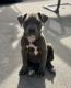 American Pit Bull Terrier Puppies for sale in Long Beach, California. price: NA