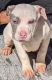 American Pit Bull Terrier Puppies for sale in Columbia, South Carolina. price: NA
