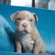 American Pit Bull Terrier Puppies for sale in Milwaukee, Wisconsin. price: $500