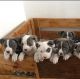 American Pit Bull Terrier Puppies for sale in Bakersfield, California. price: $500