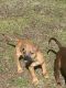 American Pit Bull Terrier Puppies for sale in Charlotte, NC, USA. price: $300