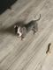 American Pit Bull Terrier Puppies for sale in Hampton, Virginia. price: $800