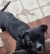 American Pit Bull Terrier Puppies for sale in Manitowoc, WI 54220, USA. price: $400