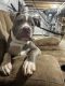 American Pit Bull Terrier Puppies for sale in Madison, Virginia. price: NA