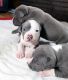 American Pit Bull Terrier Puppies for sale in Philadelphia, Pennsylvania. price: $500