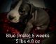 American Pit Bull Terrier Puppies for sale in Paris, Kentucky. price: $300