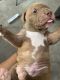 American Pit Bull Terrier Puppies for sale in Bridgeport, Connecticut. price: $700
