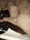 American Pit Bull Terrier Puppies for sale in Horn Lake, Mississippi. price: $150