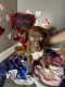 American Pit Bull Terrier Puppies for sale in East Hemet, California. price: $150