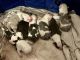 American Pit Bull Terrier Puppies for sale in Bradley, Illinois. price: $1,000