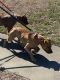 American Pit Bull Terrier Puppies for sale in Charlotte, NC, USA. price: $300