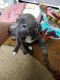 American Pit Bull Terrier Puppies for sale in Milton, West Virginia. price: $800